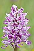 Hybrid orchid (Orchis militaris x simia)