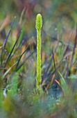Marsh clubmoss (Lycopodiella inundata)