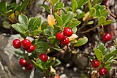 Bearberry (Arctostaphylos uva-ursi) fruit