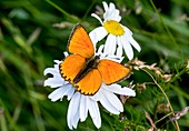 Male scarce copper butterfly