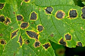 Tar spot on sycamore leaf
