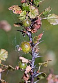 Wild gooseberries (Ribes uva-crispa)