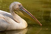 Great white pelican on water