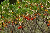 Arbutus unedo in flower and fruit