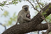 Vervet monkey and young