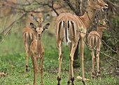 Impala and young