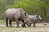 White rhino and calf