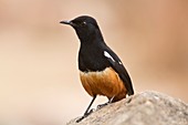 Male mocking cliff chat