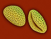 Lily pollen,SEM