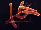 Cholera bacteria,ESEM