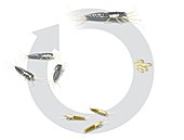 Silverfish life-cycle,illustration