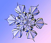 Snowflake,light micrograph