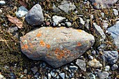 Erratic with lichens