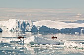 Tourist boat trips sail through Icebergs