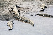 American crocodiles (Crocodylus acutus)