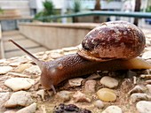Snail crawls on a rock