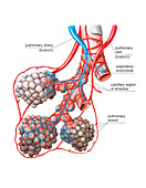 Lung anatomy,illustration