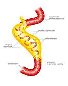 Glomerular Capsule,illustration