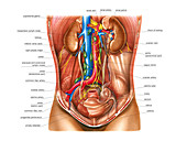 Urinary Structures,illustration