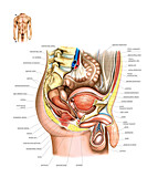 Male Genital System,illustration