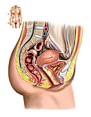 Female Genital System,illustration