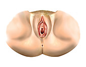 Female Genital System,illustration