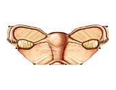 Female Genital System,illustration