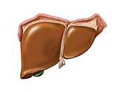 The Liver,illustration