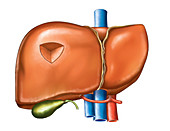 The Liver,illustration