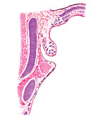 Larynx,illustration