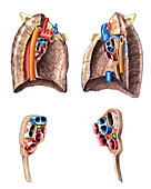 Lungs,illustration