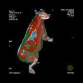 Bear anatomy,CT scan