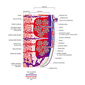 Placenta,illustration