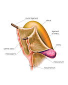 Female Genital System,illustration