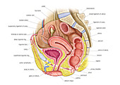 Female Genital System,illustration