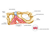 Female Genital System,illustration