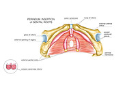 Female Genital System,illustration