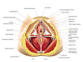 Female Genital System,illustration