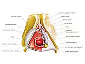 Female Genital System,illustration