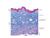 Female Genital System,illustration