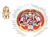 Female Genital System,illustration