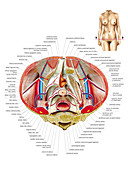 Female Genital System,illustration