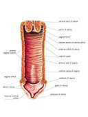 Female Genital System,illustration