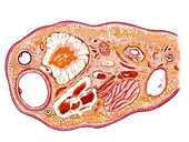 Female Genital System,illustration