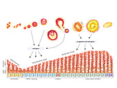 Female Genital System,illustration