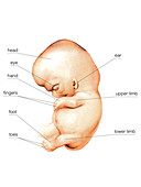 Embryo,illustration