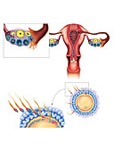 Oocyte penetration,illustration