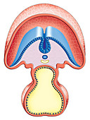 Intra-embryonic Cavities,illustration