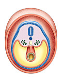 Intra-embryonic Cavities,illustration