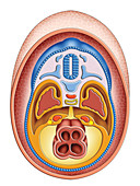 Intra-embryonic Cavities,illustration